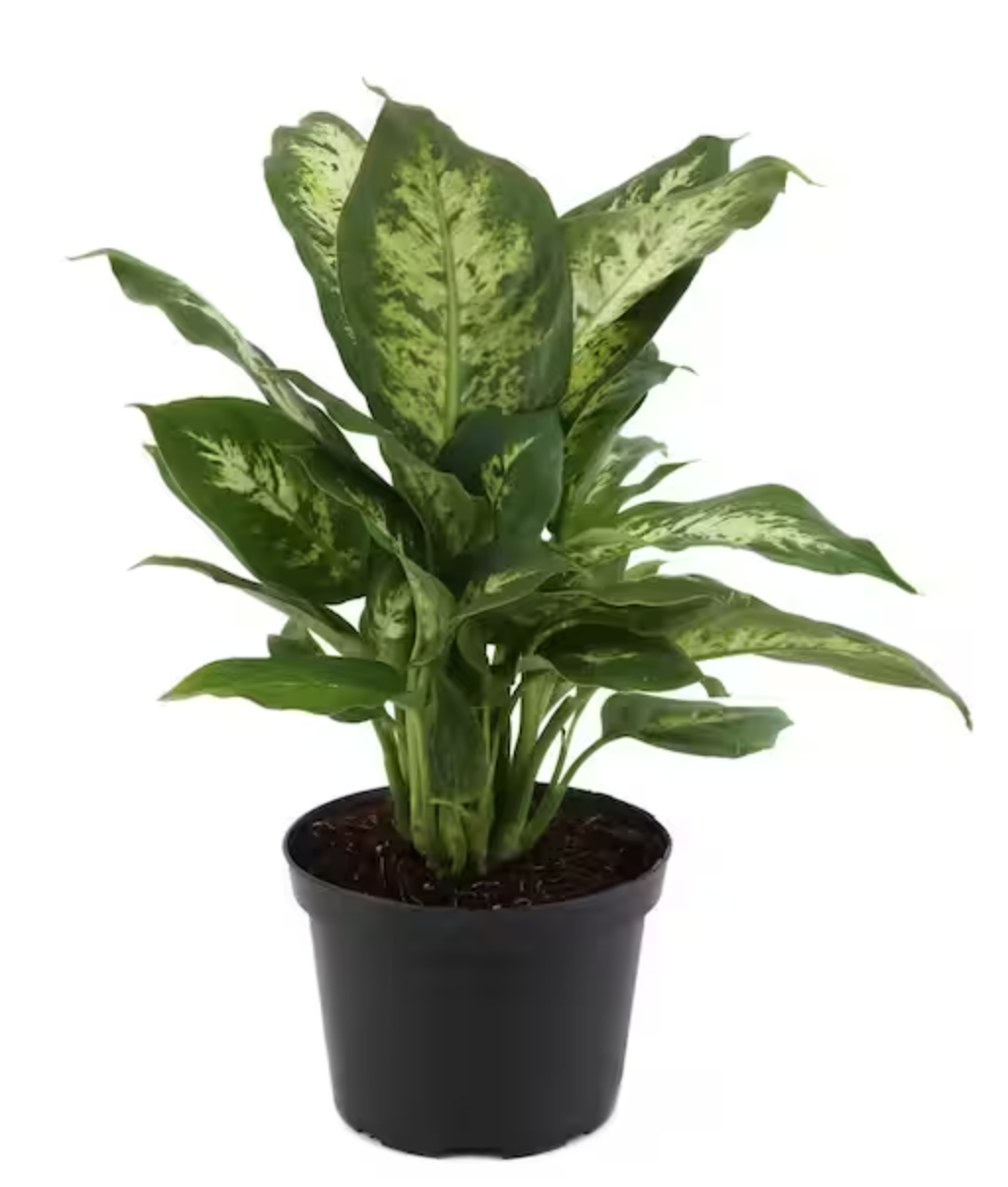 6" Aglaonema Anyamanee