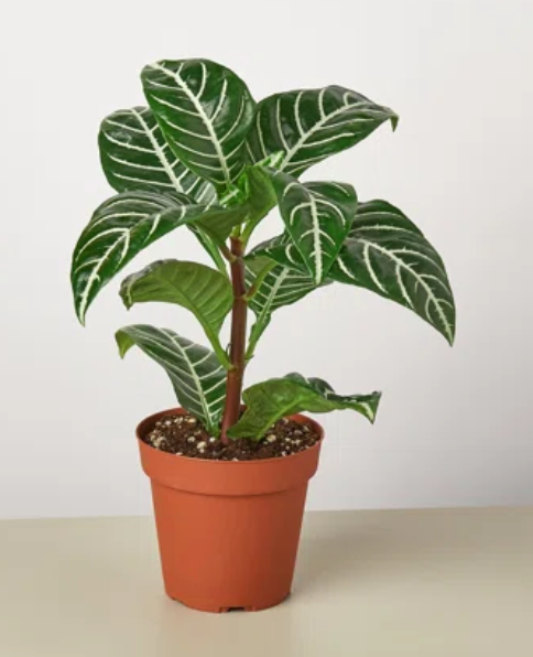 4" Aphelandra