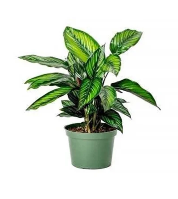8" Calathea