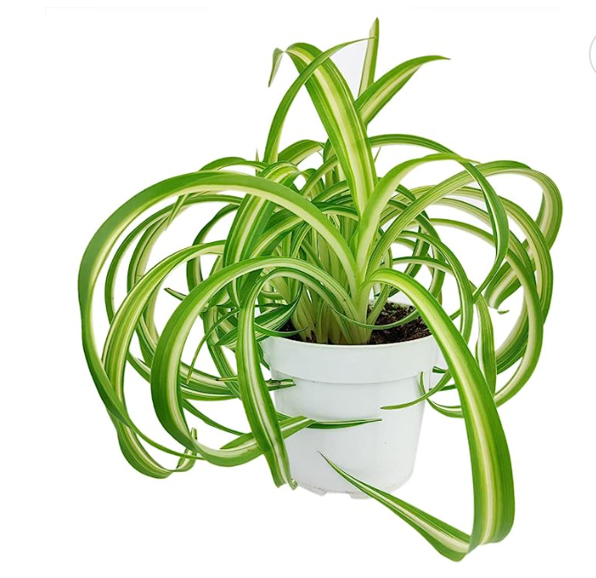 4" Chlorothytum Comosum