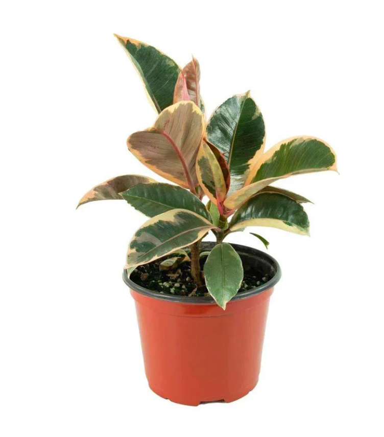 6" Ficus Elastica Ruby