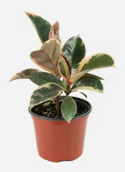 10" Ficus Elastica Ruby