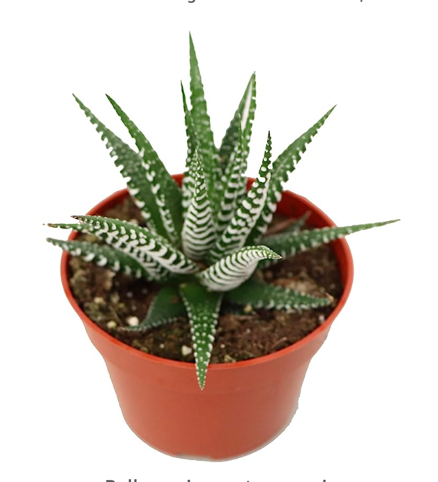 4" Haworthia Miami Suculent