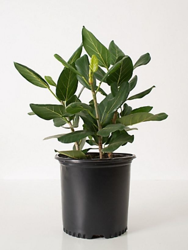 10" Ficus Audrey Column
