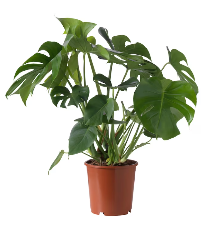 8" Monstera Deliciosa