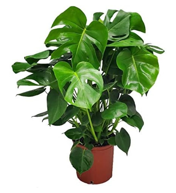 10" Monstera Deliciosa