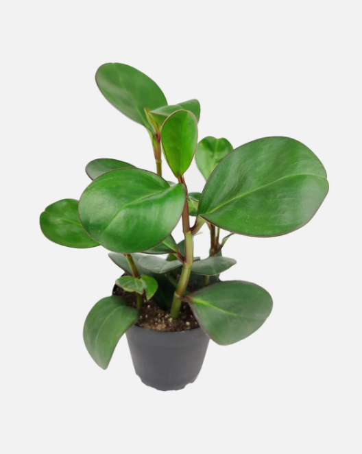 6" Peperomia Green Obtusifolia