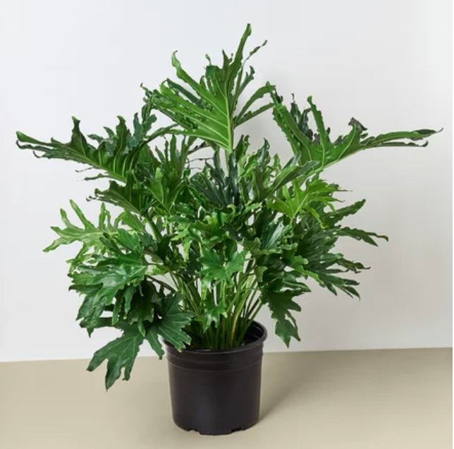 8" Philodendron Lickety Split