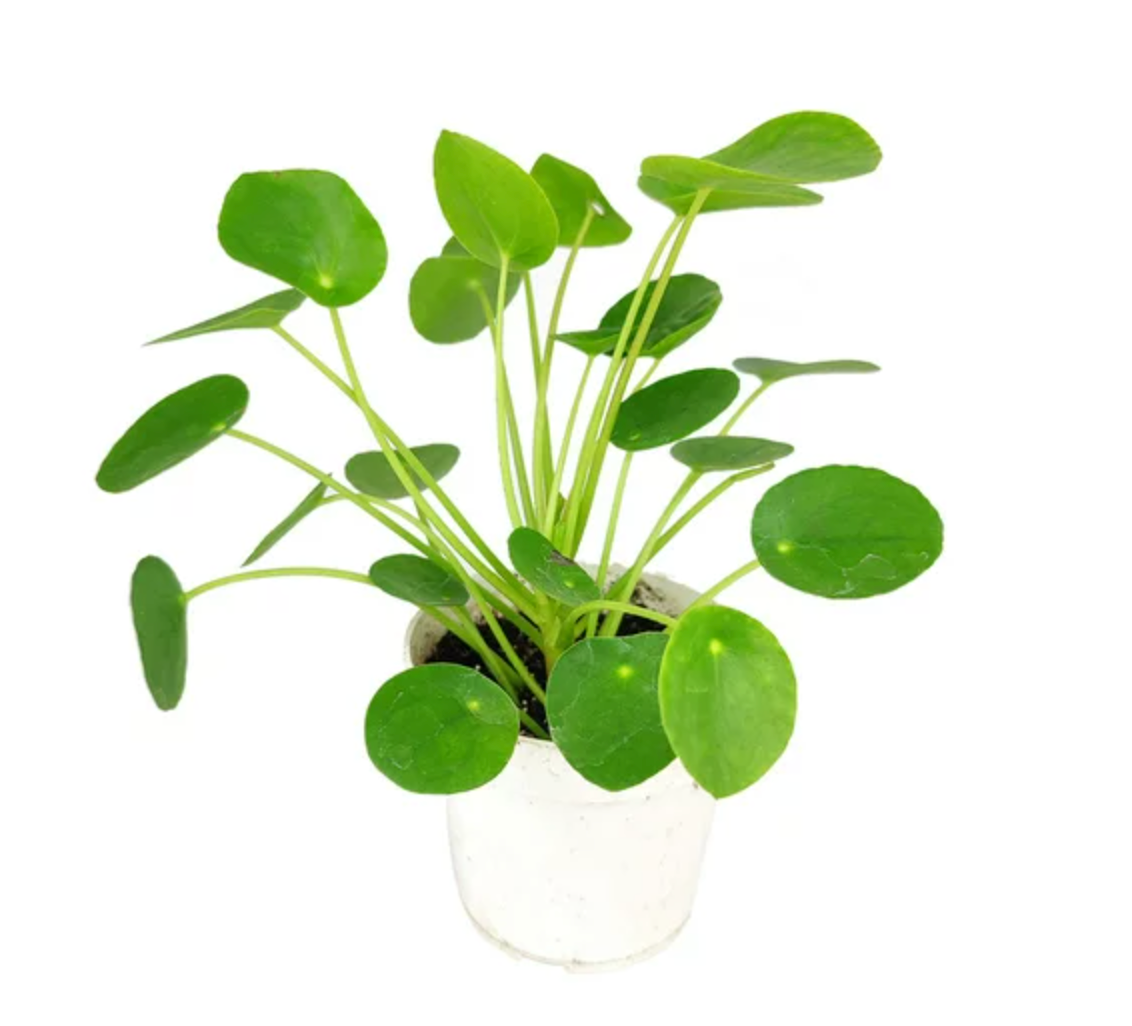 4" Pilea Peperomioides