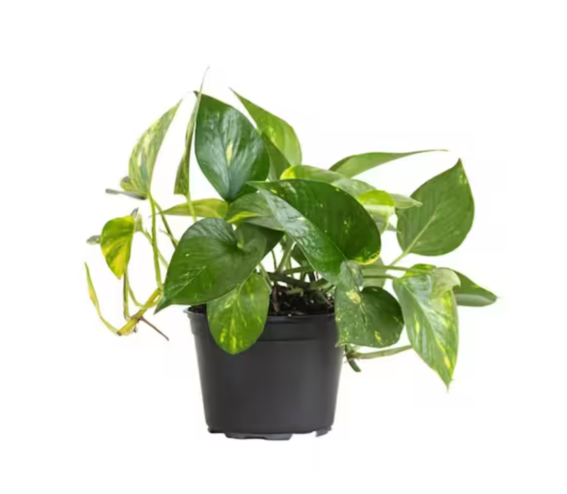 6" Pothos Hawaiian