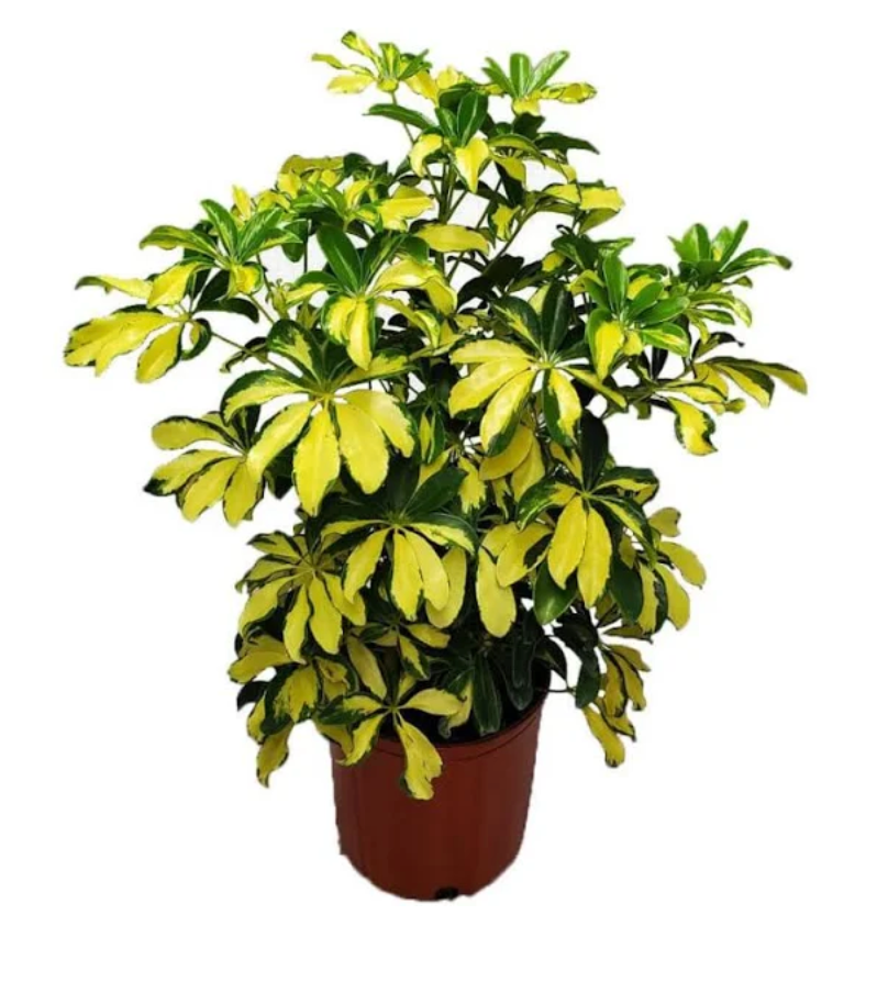 10" Schefflera Trinette