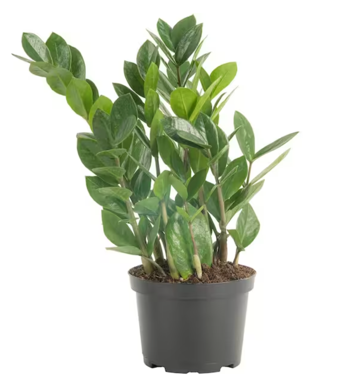 10” Zamio Zamioculcas ZZ