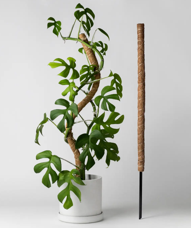 Coco Coir Pole