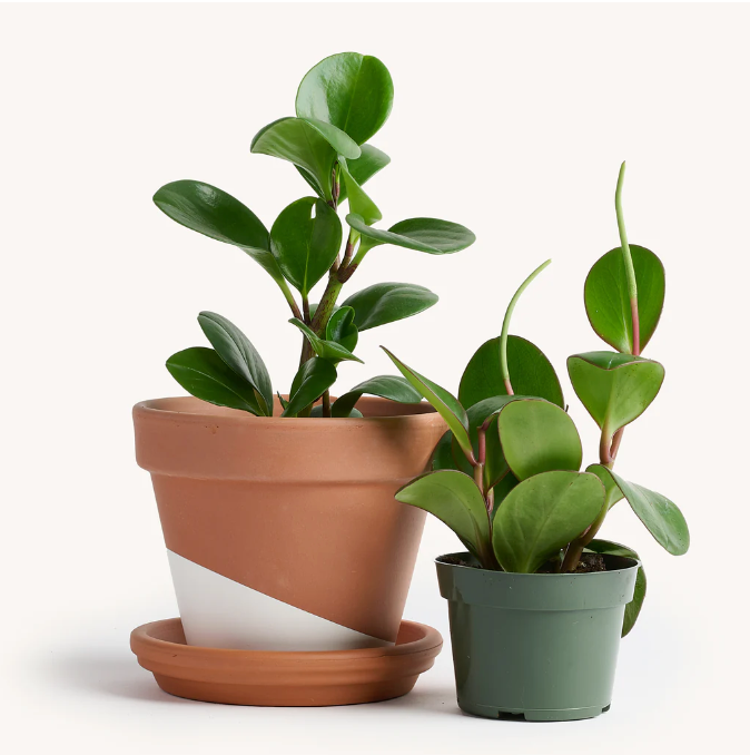 8" Peperomia Green Obtusifolia