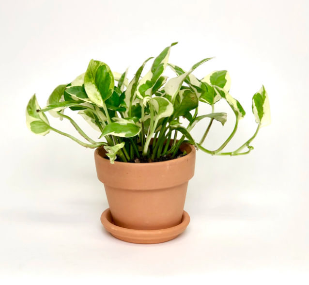 8" Pothos Hawaiian