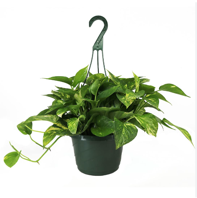 8" Pothos HB med