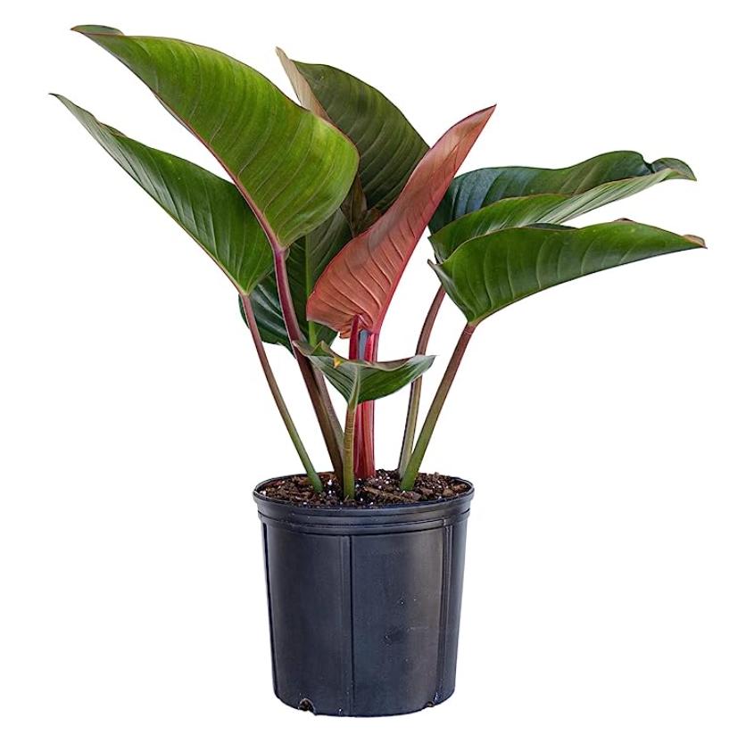 8" Philodendron Congo Rojo