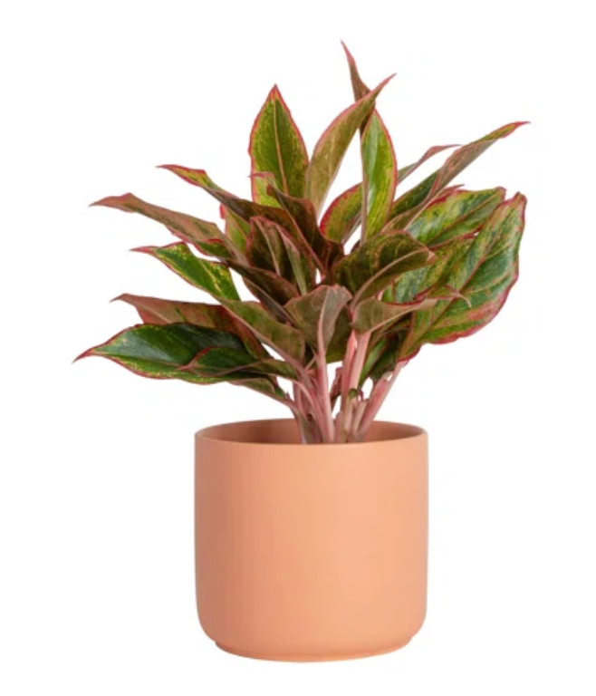 8" Aglaonema Anyamanee