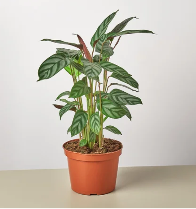 8" Calathea