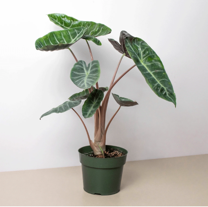 6" Alocasia Pink Dragon