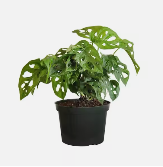 6" Monstera Adansonii