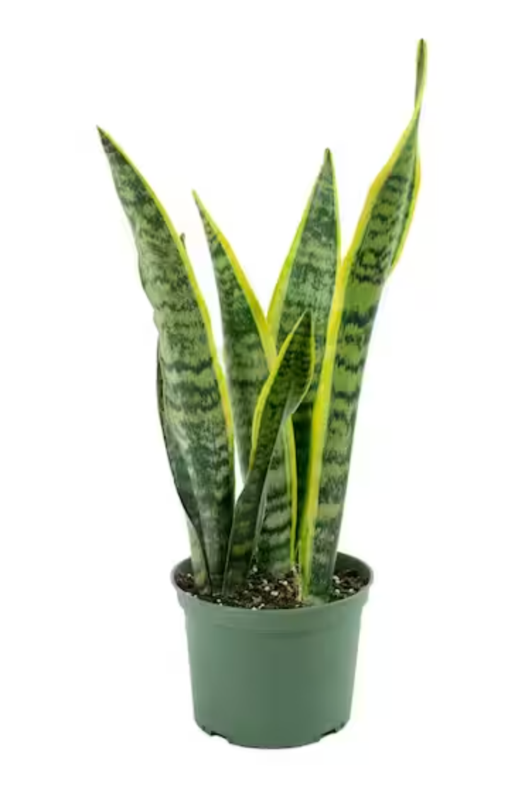 8" Snake Plant