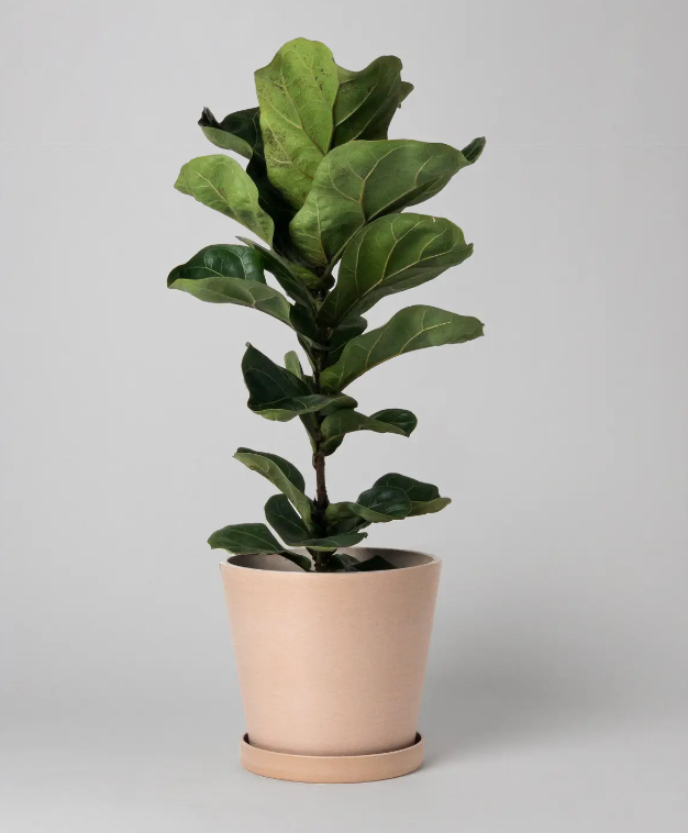 7" Planter and Saucer