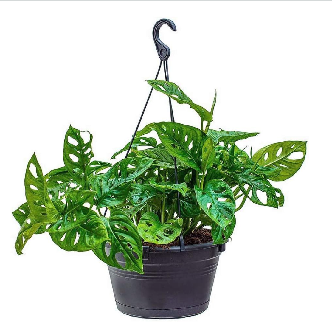 8” Hanging Monstera Adansonii