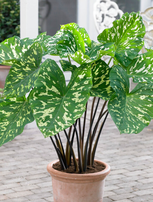 10” Alocasia Hilo Beauty