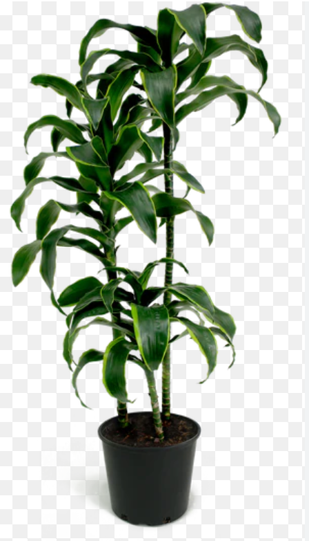 10” Dracaena Dorado