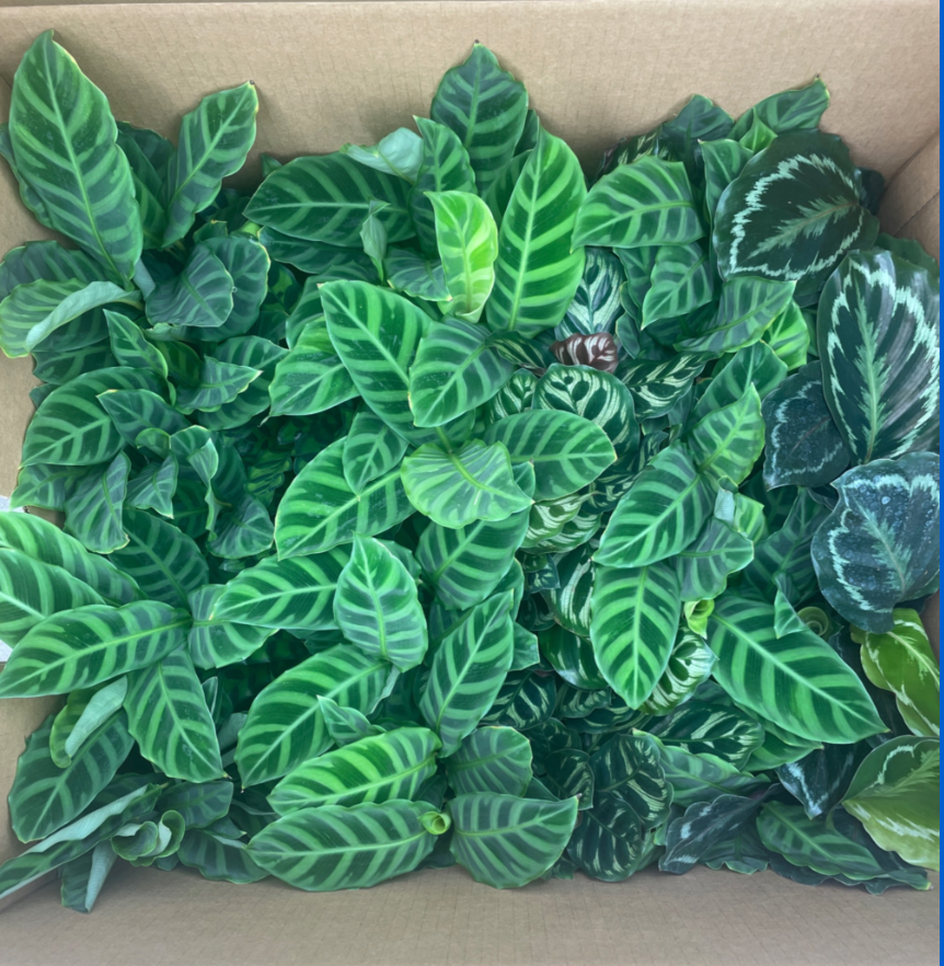 4” Calathea Assorted