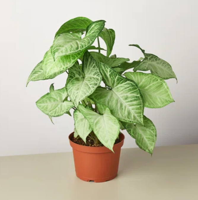 4” Syngonium