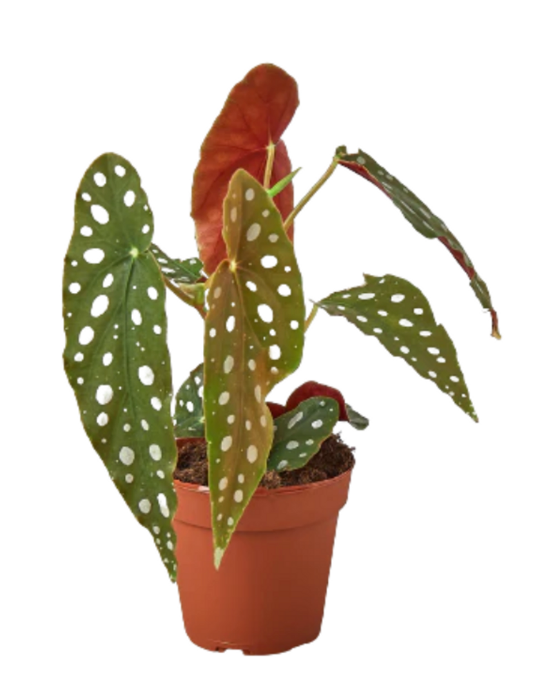 6” Begonia Maculata