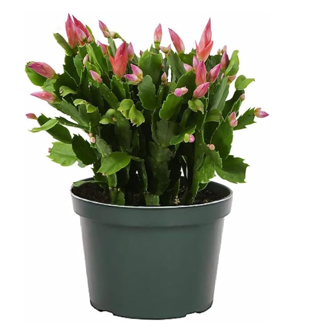 6” Christmas cactus
