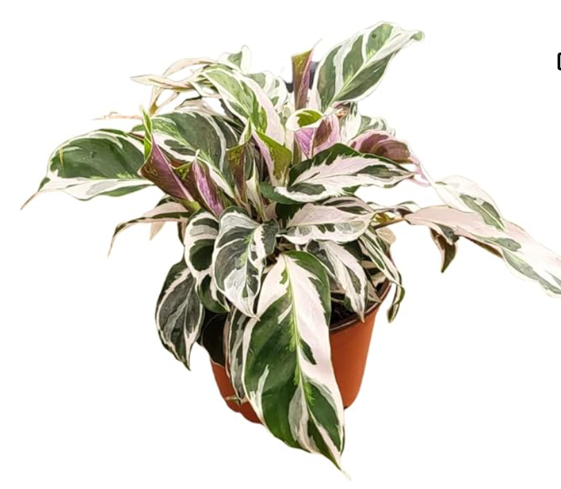 6” Calathea Fusion White