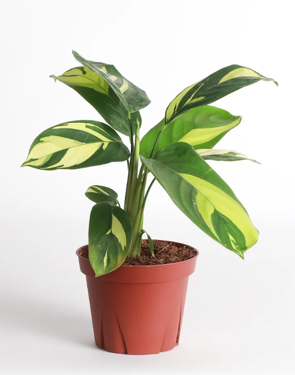 6” Calathea Pilosa
