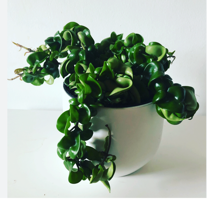 6” Hoya Compacta