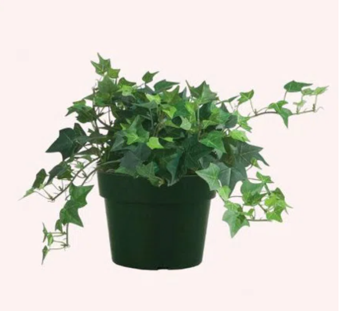 6” Ivy Green