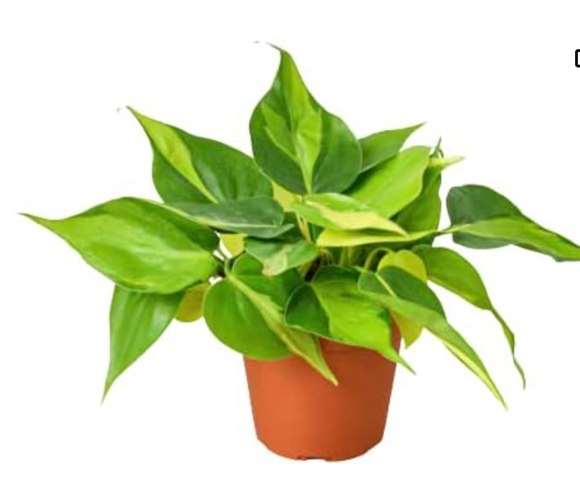8” Hanging Philodendron Brasil