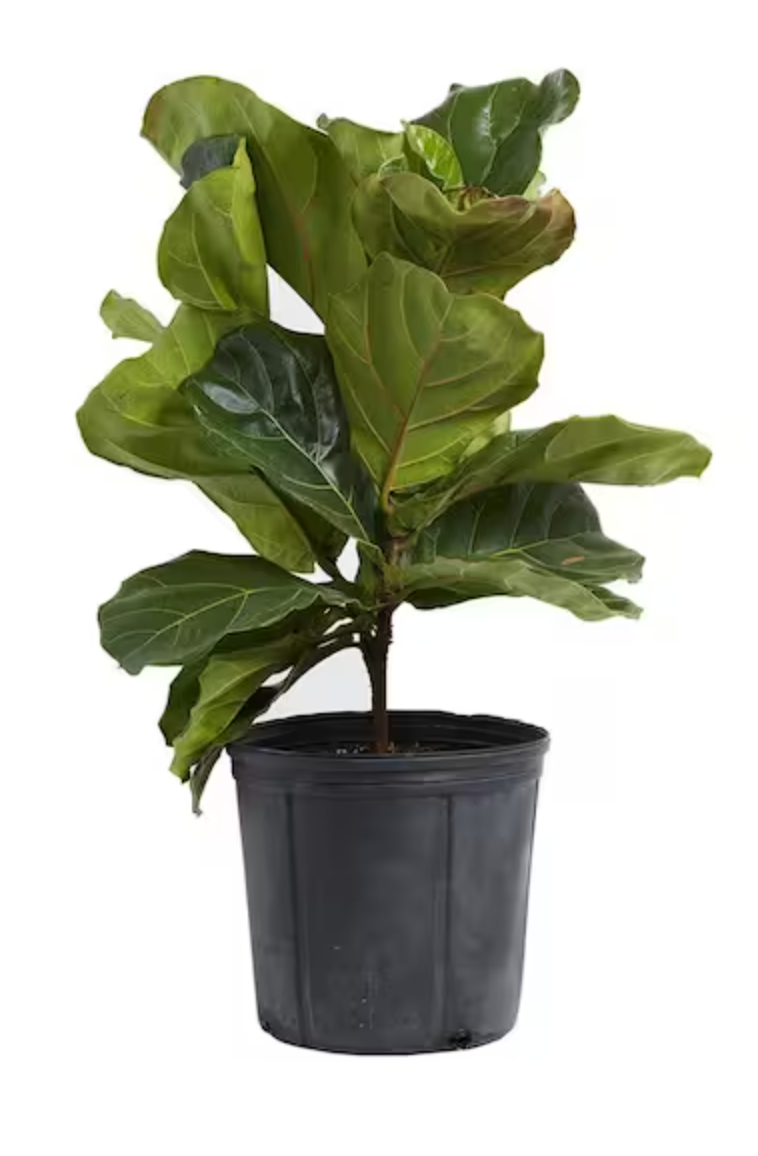 Ficus Lyrata Standard