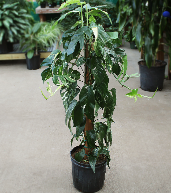 14” Epipremnum Pinnatum Variagated