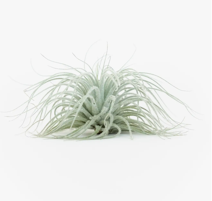 Tectorum Ecuador Air Plant (XL)