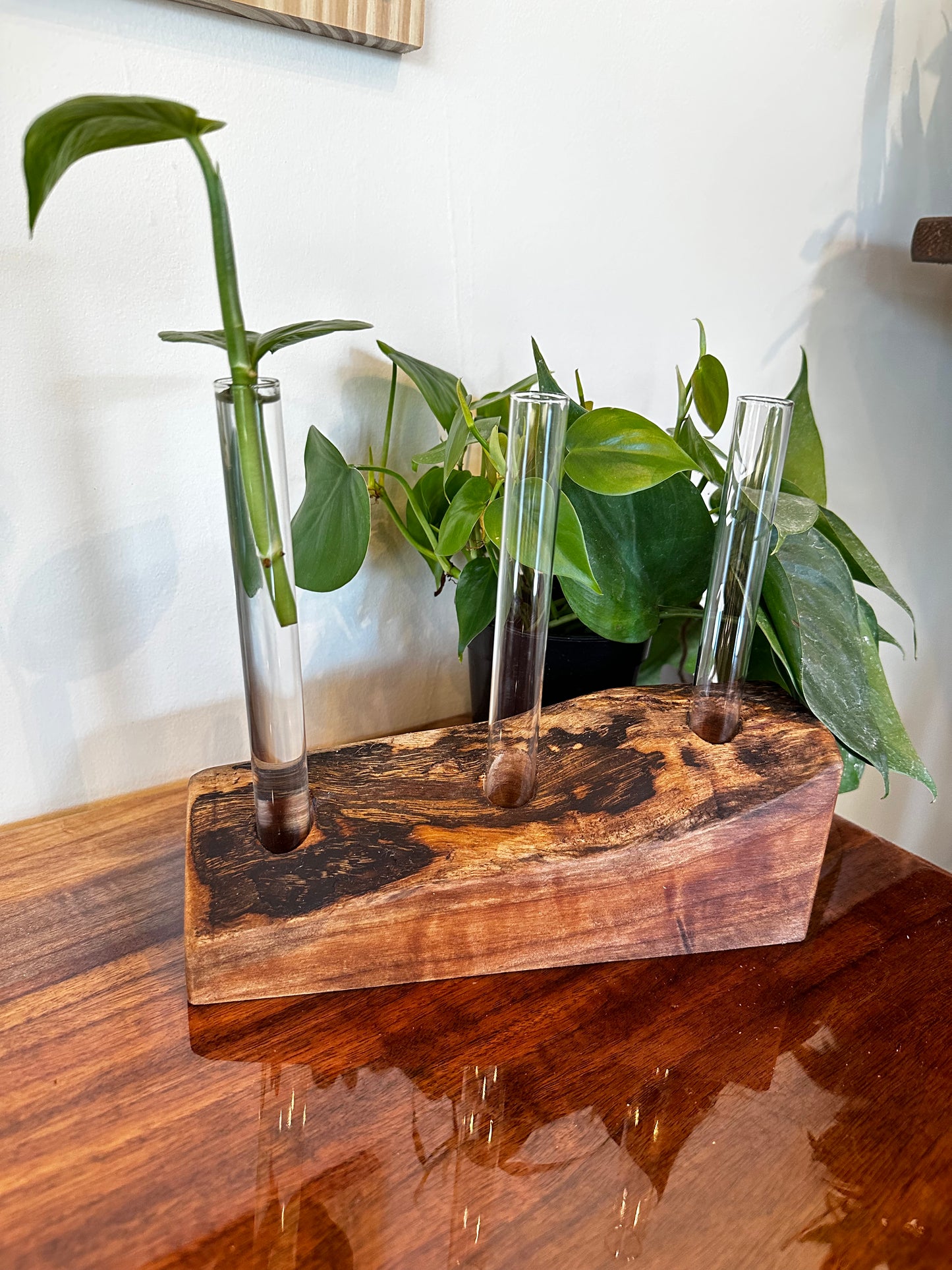 Hardwood Propagation Station