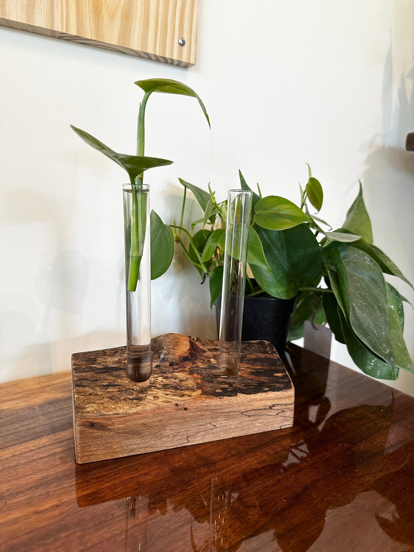 Hardwood Propagation Station