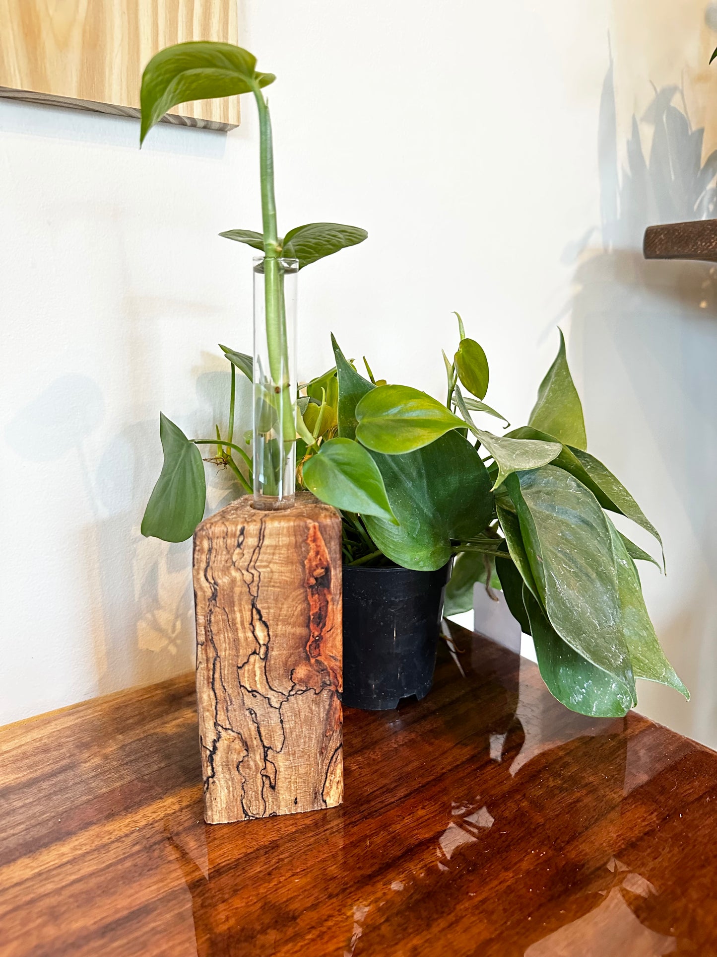 Hardwood Propagation Station