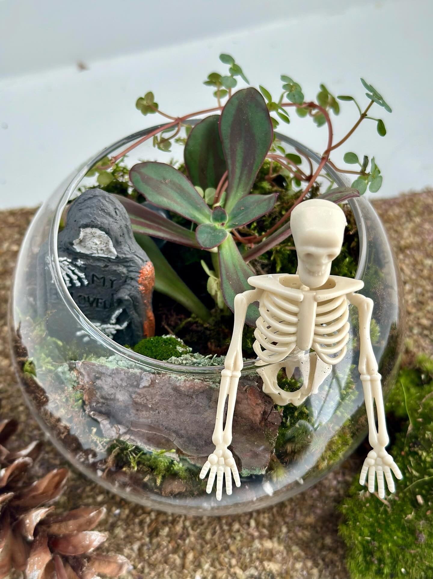 Terrarium Workshop 10/26