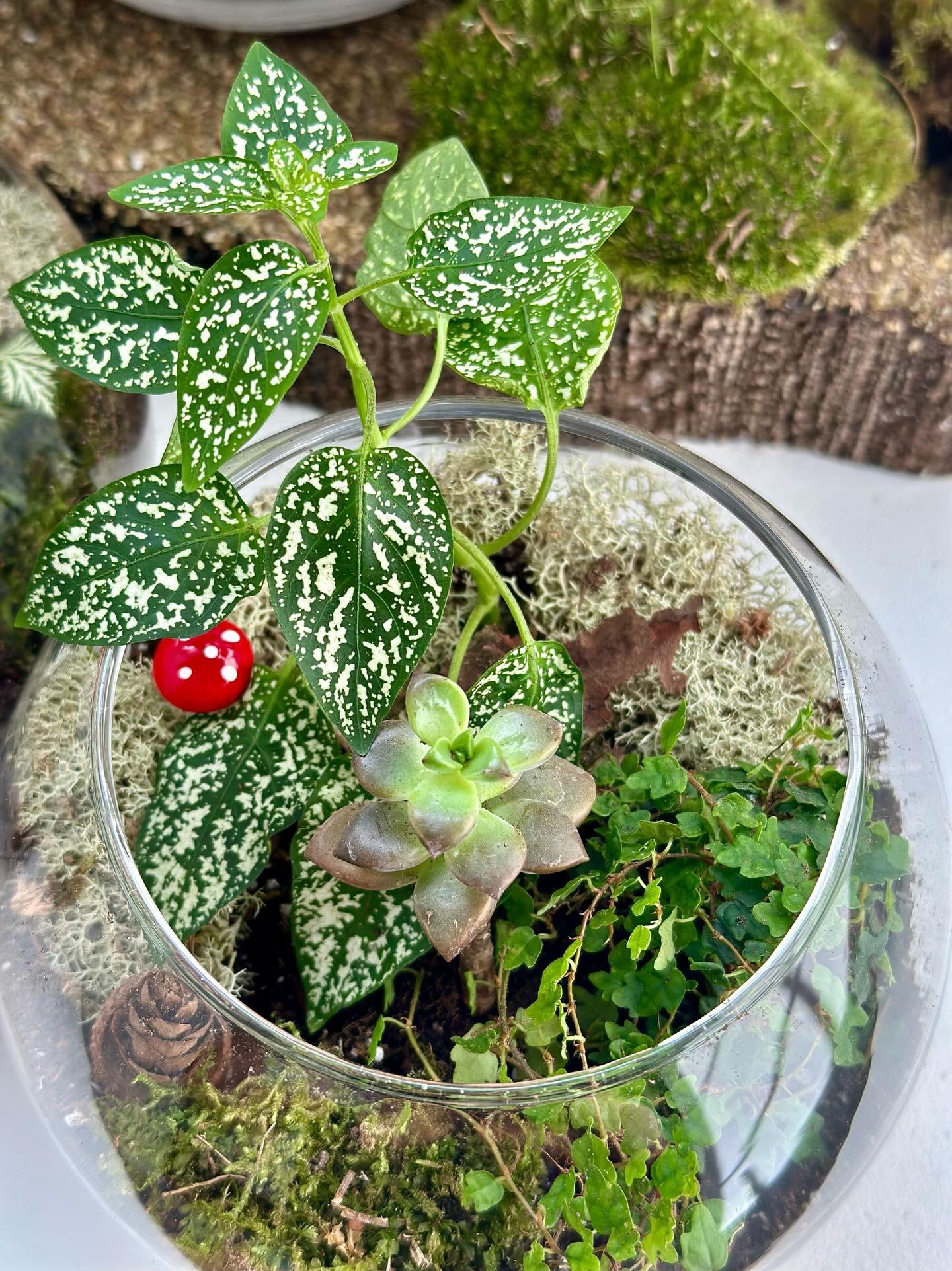 Terrarium Workshop 10/26