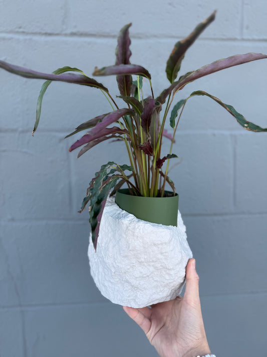 Rock Pot