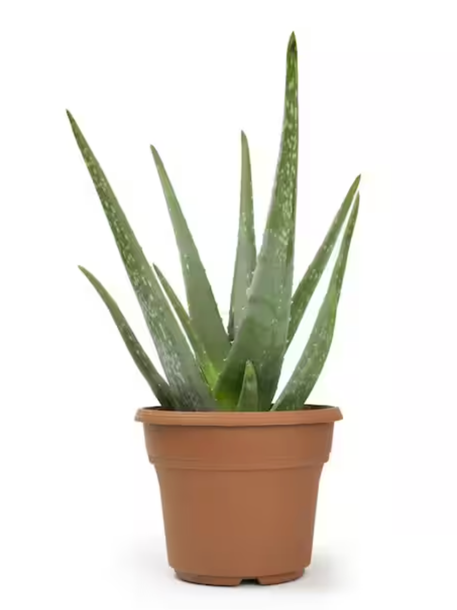 6" Aloe Vera Succulents