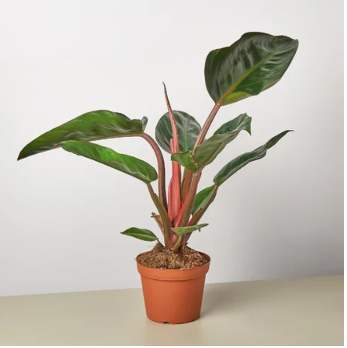 8" Philodendron Congo Rojo